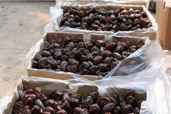 برداشت سالانه ۷۰ هزار تن خرما از نخلستان‌های جهرم