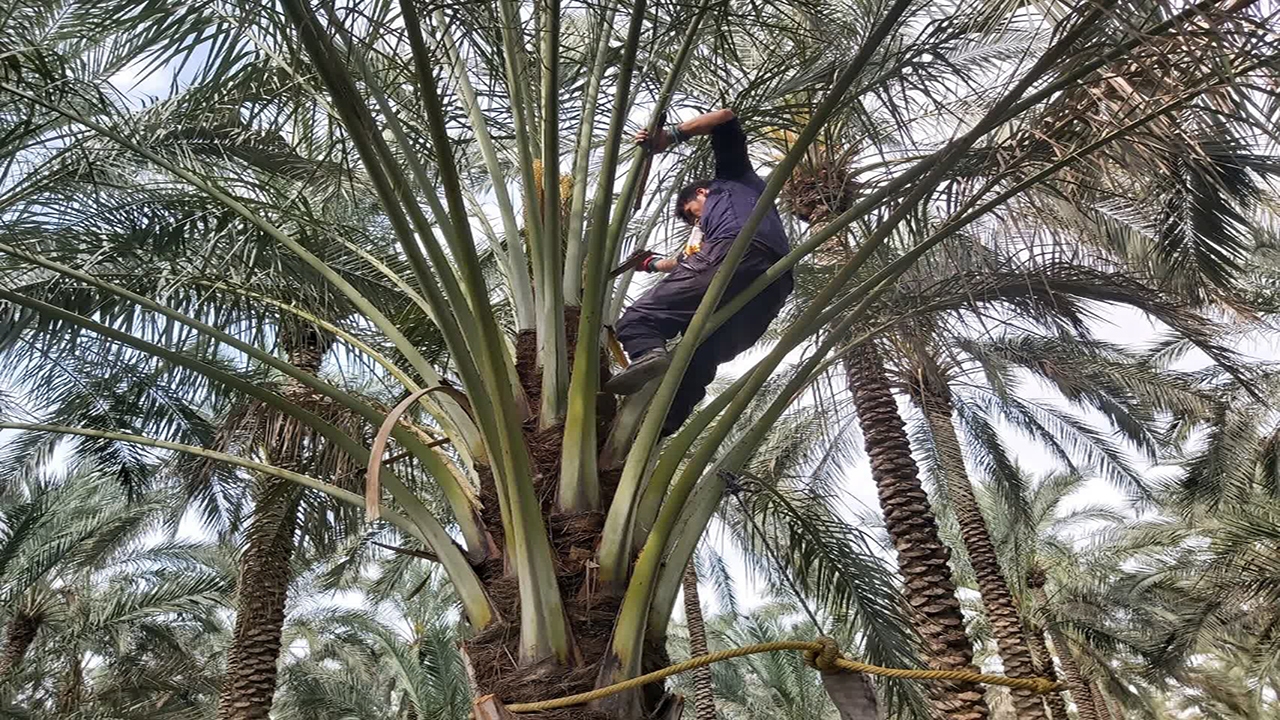 نخلستان نخلستان