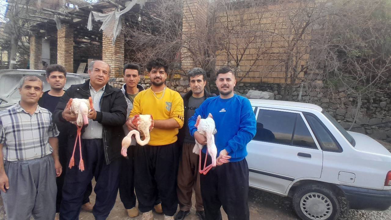 مشاهده کم‌سابقه چهار فلامینگو در سروآباد / انتقال پرنده آسیب‌دیده برای مداوا