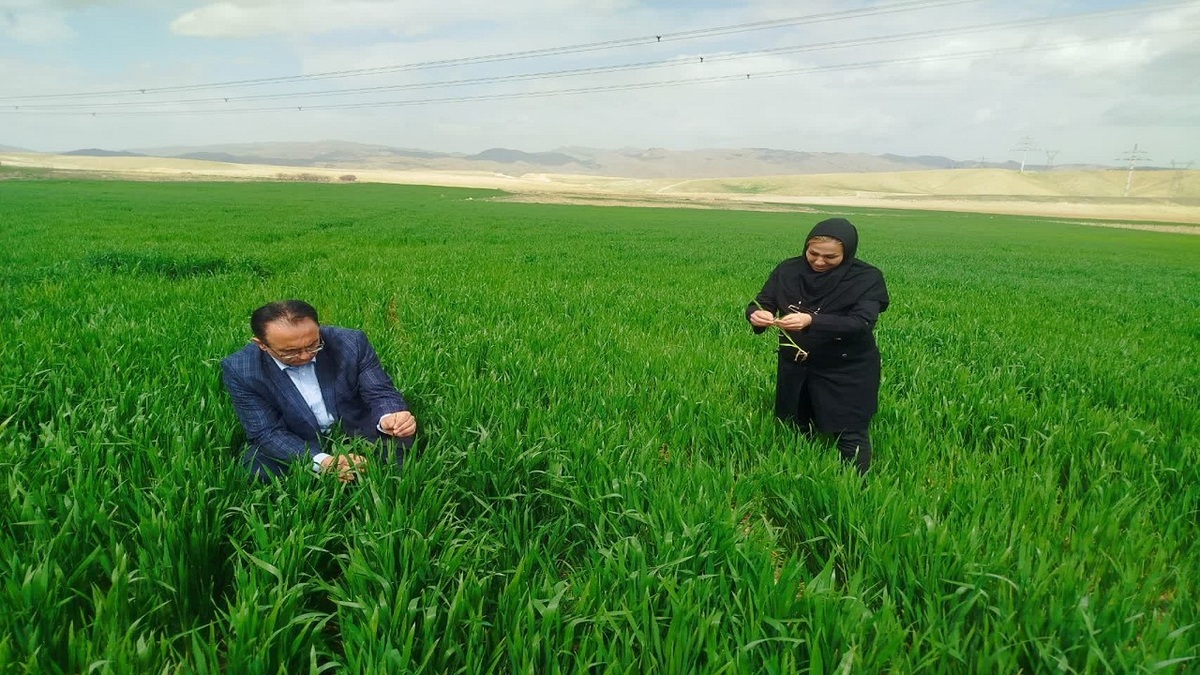 باشگاه خبرنگاران -هشدار درباره مشاهده شته روسی در مزارع گندم آذربایجان شرقی