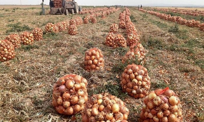 برداشت ۴۰۰ هزار تن پیاز در هرمزگان