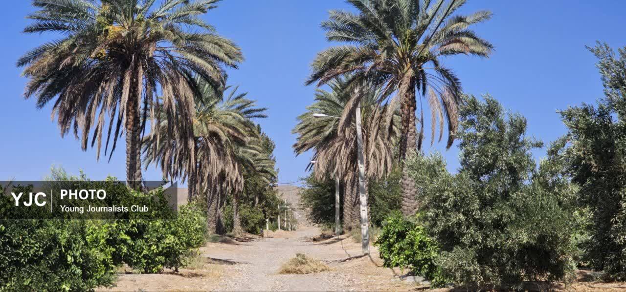 آغاز گرده‌افشانی نخیلات فسا با هدف تحقق تولید ۱۵۰۰ تن خرما