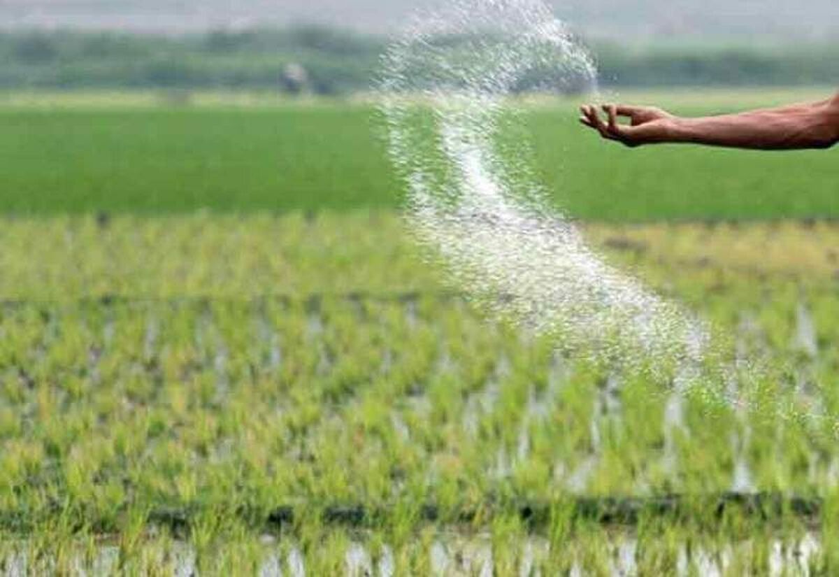 باشگاه خبرنگاران -توزیع کودهای ازوته ۲۱ درصد افزایش یافت