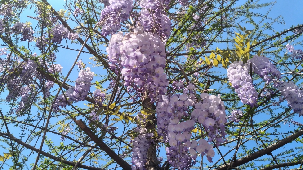 تداوم وزش باد در گیلان/ کاهش نسبی دمای هوا