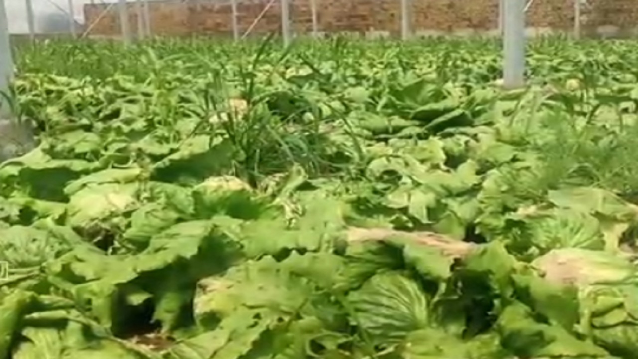 برداشت کاهو برای اولین بار در خوسف