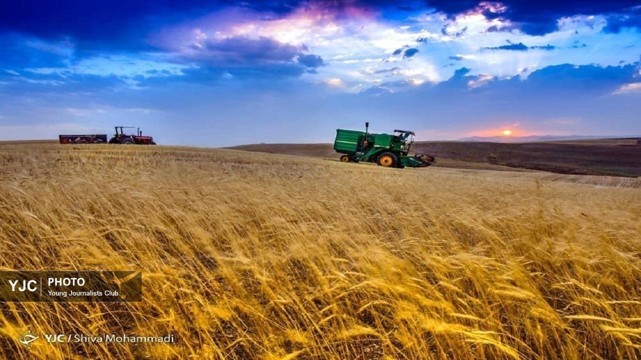 پیش بینی ۱۱ میلیون تن خرید تضمینی گندم