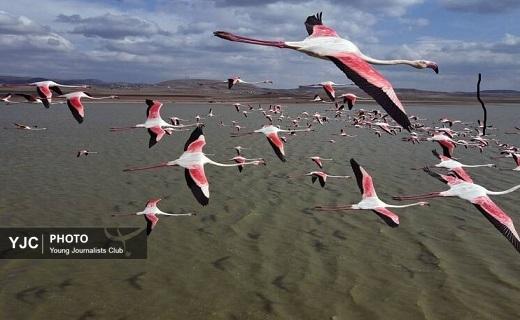 تلاب مره قم میزبان فلامینگوهای مهاجر