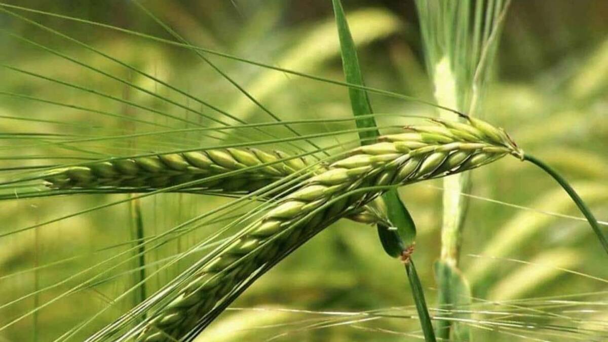 باشگاه خبرنگاران -وضعیت مطلوب مزارع گندم کردستان/ هشداردرباره علف‌های هرز و آفت سن