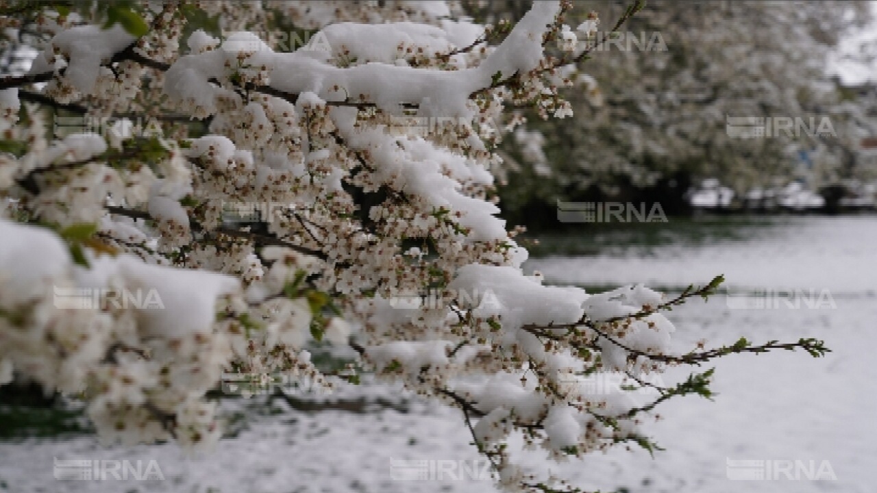 ورود توده هوای سرد به آذربایجان‌غربی از فردا/ احتمال سرمازدگی باغات طی دو روز آینده
