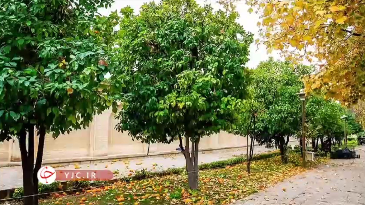 برچیدن غیراصولی، نارنج بابل را دچار چالش کرد + فیلم