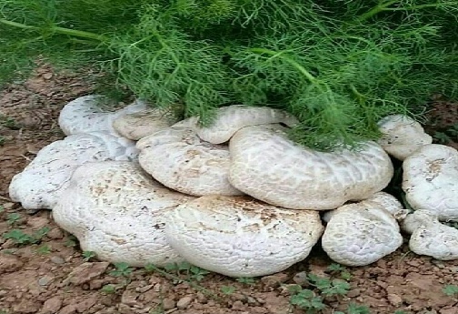 گیاهان خوراکی و دارویی رشته کوه&zwnj;های زاگرس؛ عیدانه طبیعت بر سر سفره&zwnj;های مردم لرستان