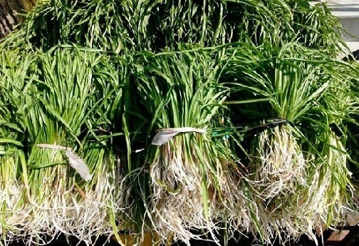 گیاهان خوراکی و دارویی رشته کوه&zwnj;های زاگرس؛ عیدانه طبیعت بر سر سفره&zwnj;های مردم لرستان