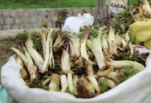 گیاهان خوراکی و دارویی رشته کوه&zwnj;های زاگرس؛ عیدانه طبیعت بر سر سفره&zwnj;های مردم لرستان