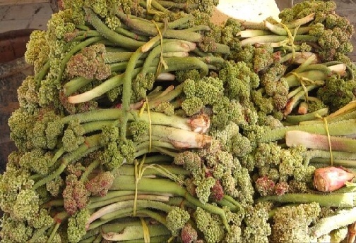 گیاهان خوراکی و دارویی رشته کوه&zwnj;های زاگرس؛ عیدانه طبیعت بر سر سفره&zwnj;های مردم لرستان