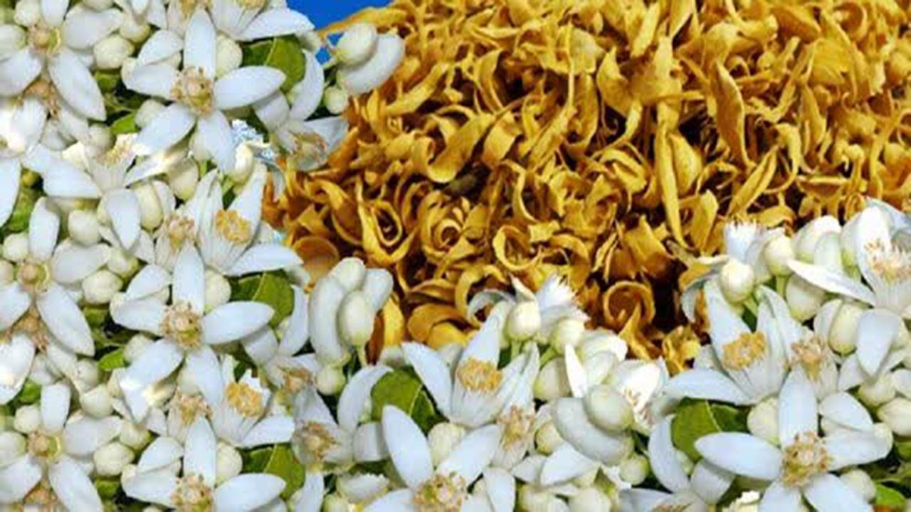 بهارنارنج؛ عطر دل انگیز زندگی در کوچه پس کوچه‌های فارس