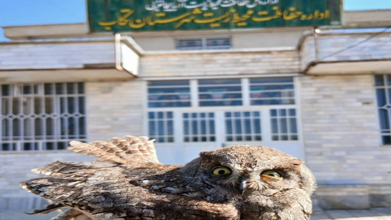 تیمار و تغذیه و رهاسازی پرندگان وحشی در طبیعت تکاب