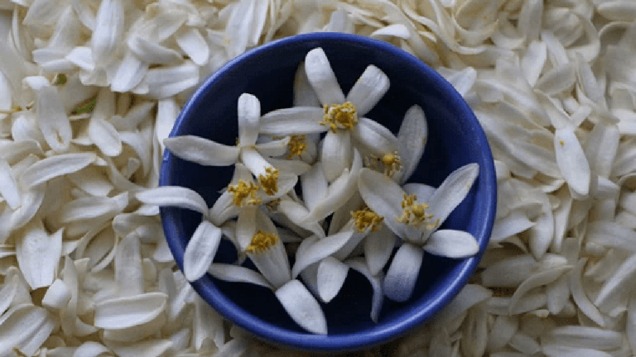 خواص ٧ گانه شکوفه‌های بهارنارنج