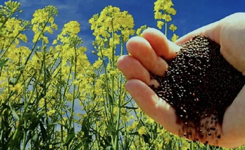 پرداخت نقدی همزمان با تحویل کلزا، برای نخستین‌بار در کشور