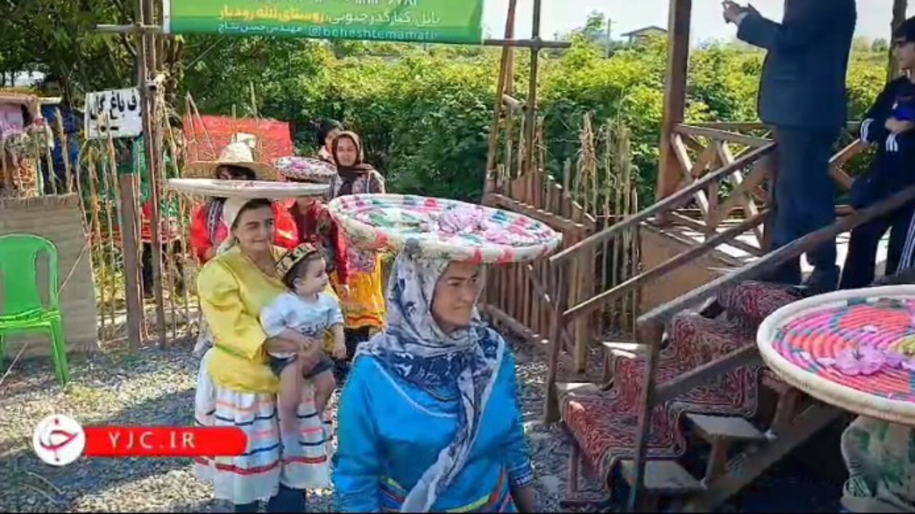 برگزاری آئین سنتی برداشت گل محمدی و گلابگیری در بابل + فیلم
