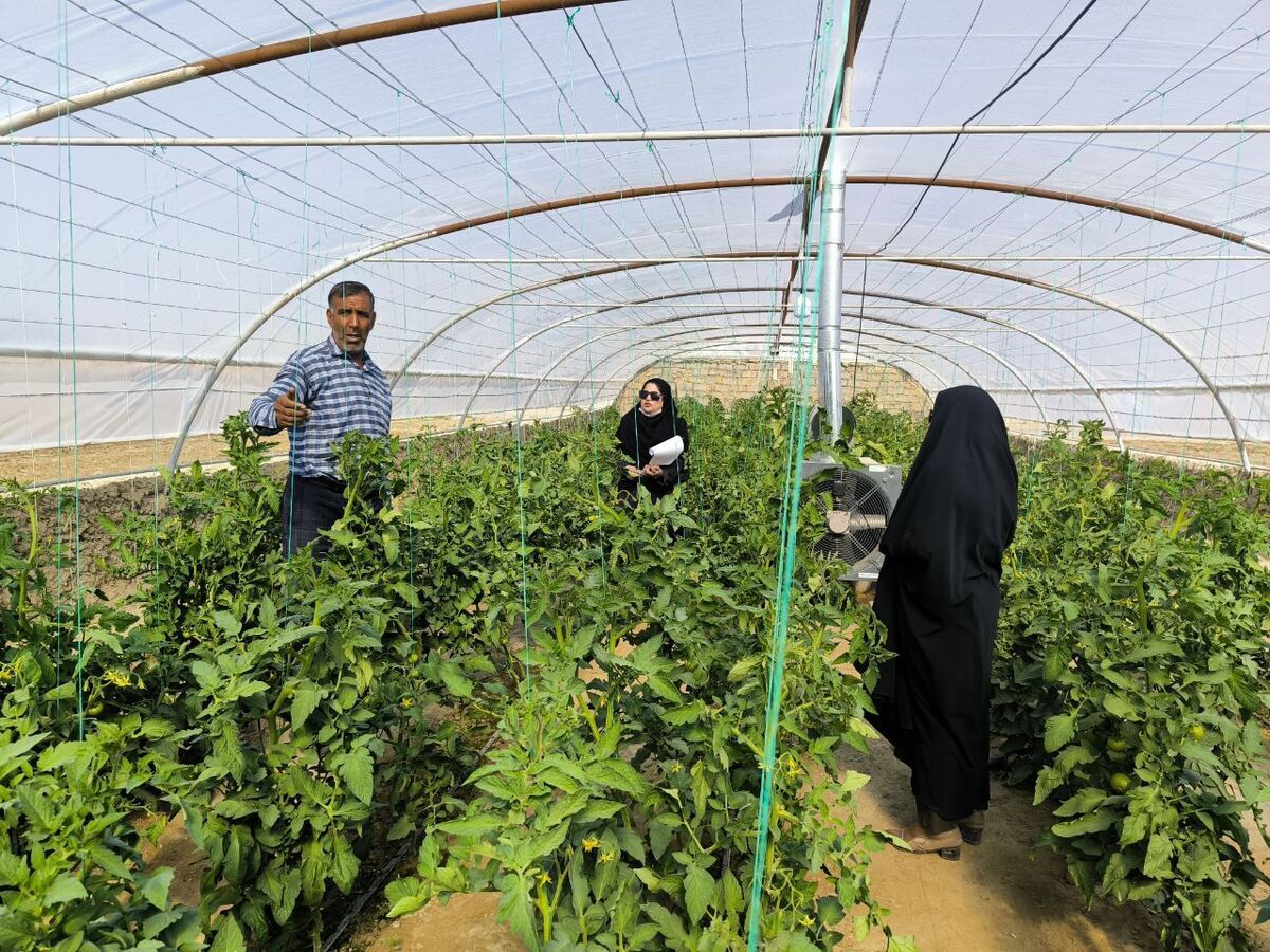 باشگاه خبرنگاران -توسعه ۷۵ هکتاری گلخانه‌های کوچک مقیاس در سیستان و بلوچستان