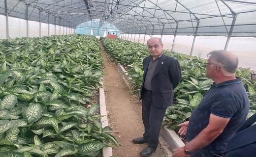 توسعه کشت&zwnj;های گلخانه&zwnj;ای، از اولویت&zwnj;های راهبردی گیلان