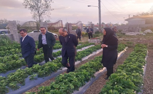 توسعه کشت&zwnj;های گلخانه&zwnj;ای، از اولویت&zwnj;های راهبردی گیلان