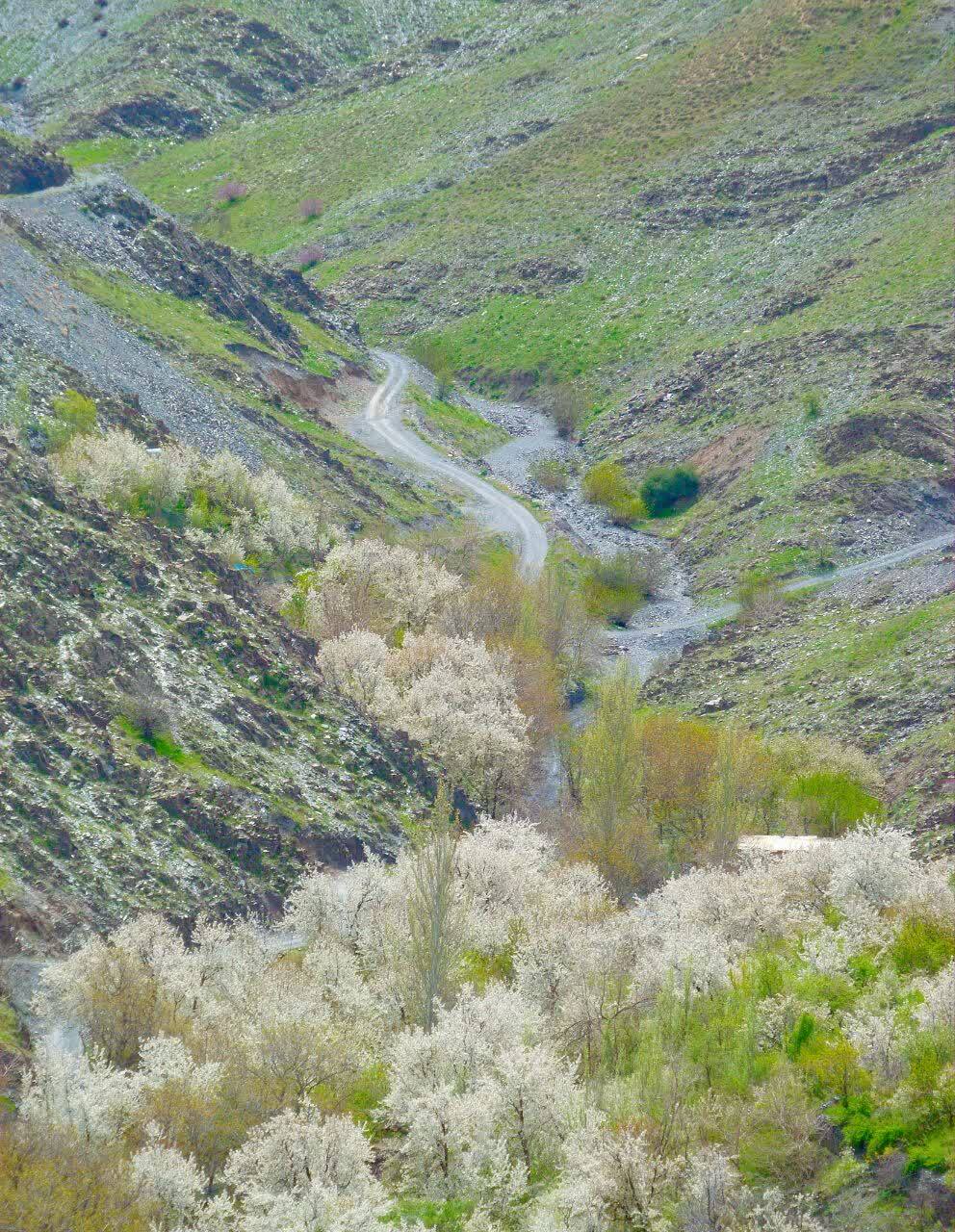نمایی از طبیعت بهاری روستای ازغد