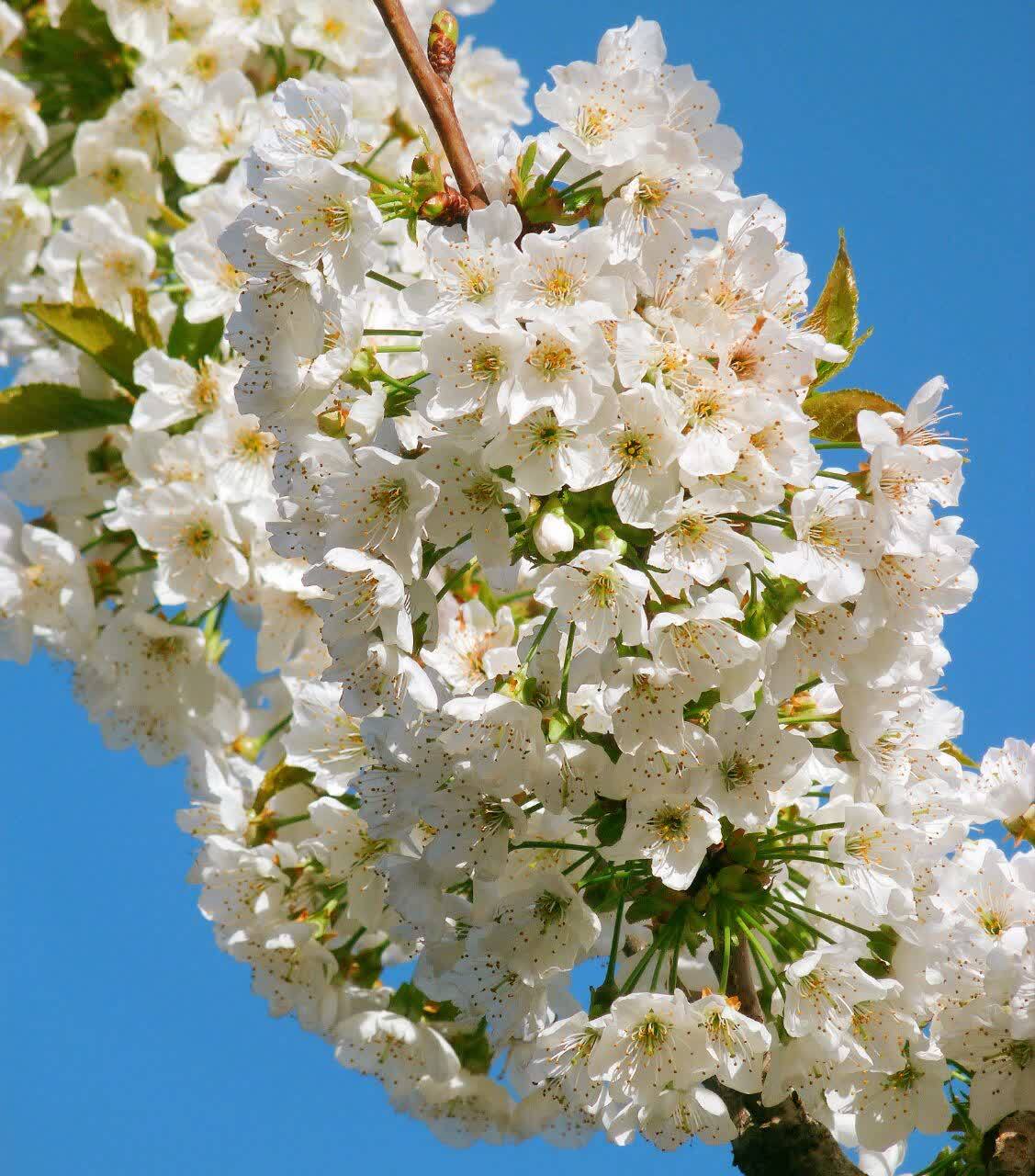 نمایی از طبیعت بهاری روستای ازغد از لنز دوربین شهروندخبرنگار