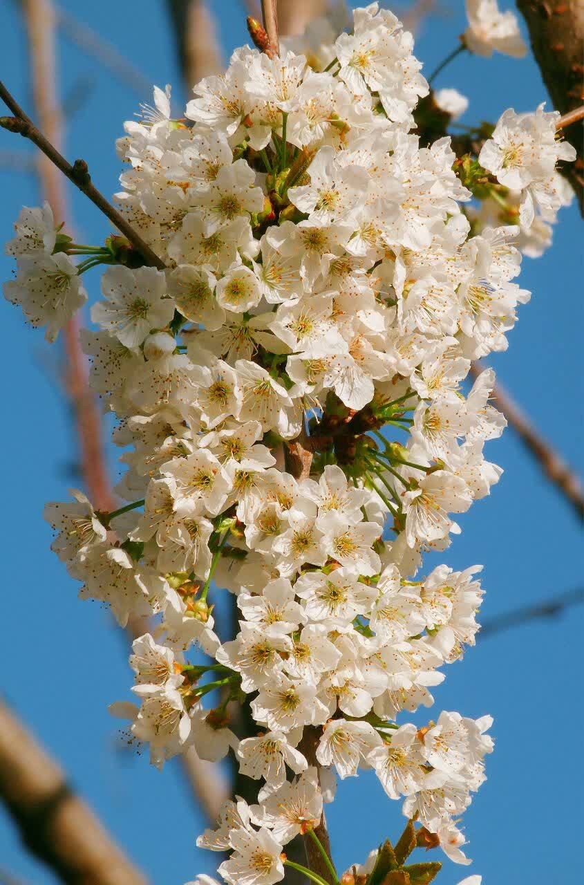 نمایی از طبیعت بهاری روستای ازغد از لنز دوربین شهروندخبرنگار