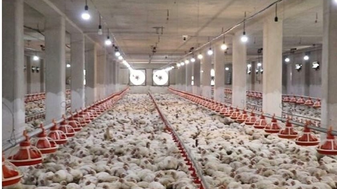 تأمین مالی مرغداری‌های سیستان و بلوچستان از طریق طرح نوی‌پو