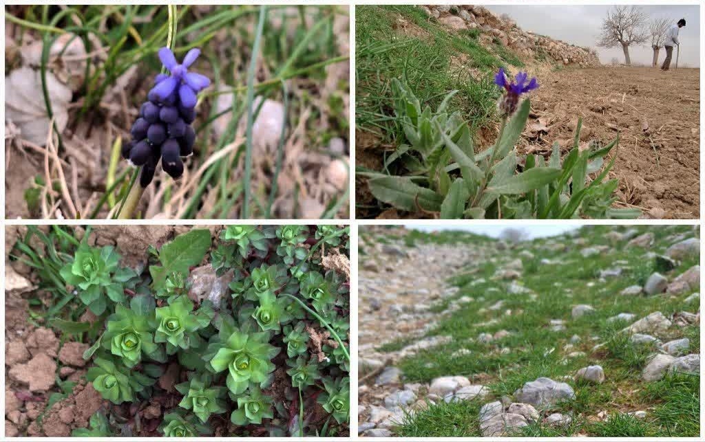 طبیعت بهاری روستاهای خراسان جنوبی+عکس