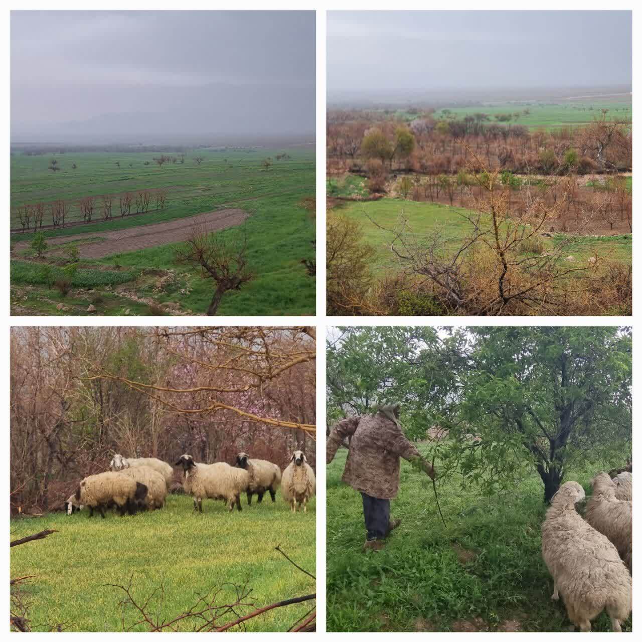 طبیعت بهاری روستاهای خراسان جنوبی+عکس