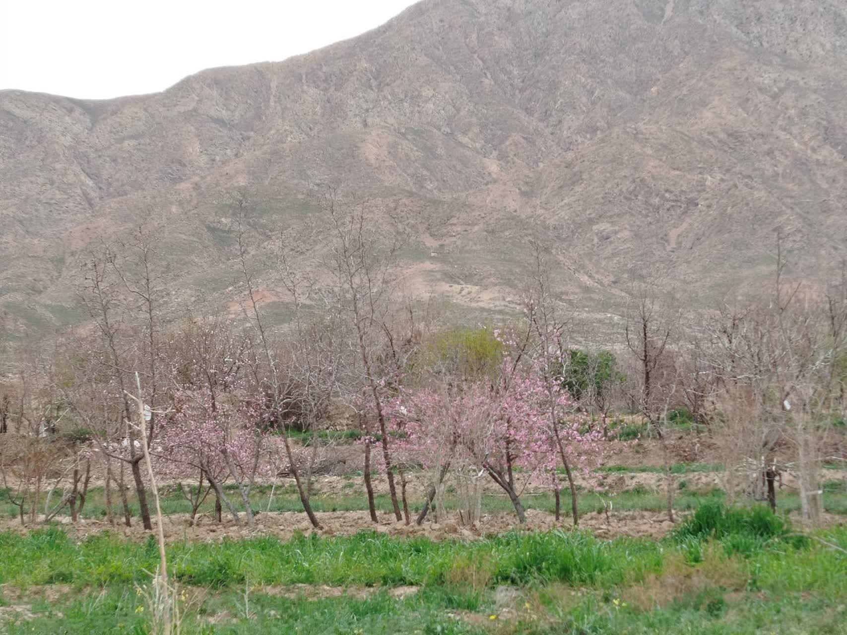 طبیعت بهاری روستاهای خراسان جنوبی+عکس