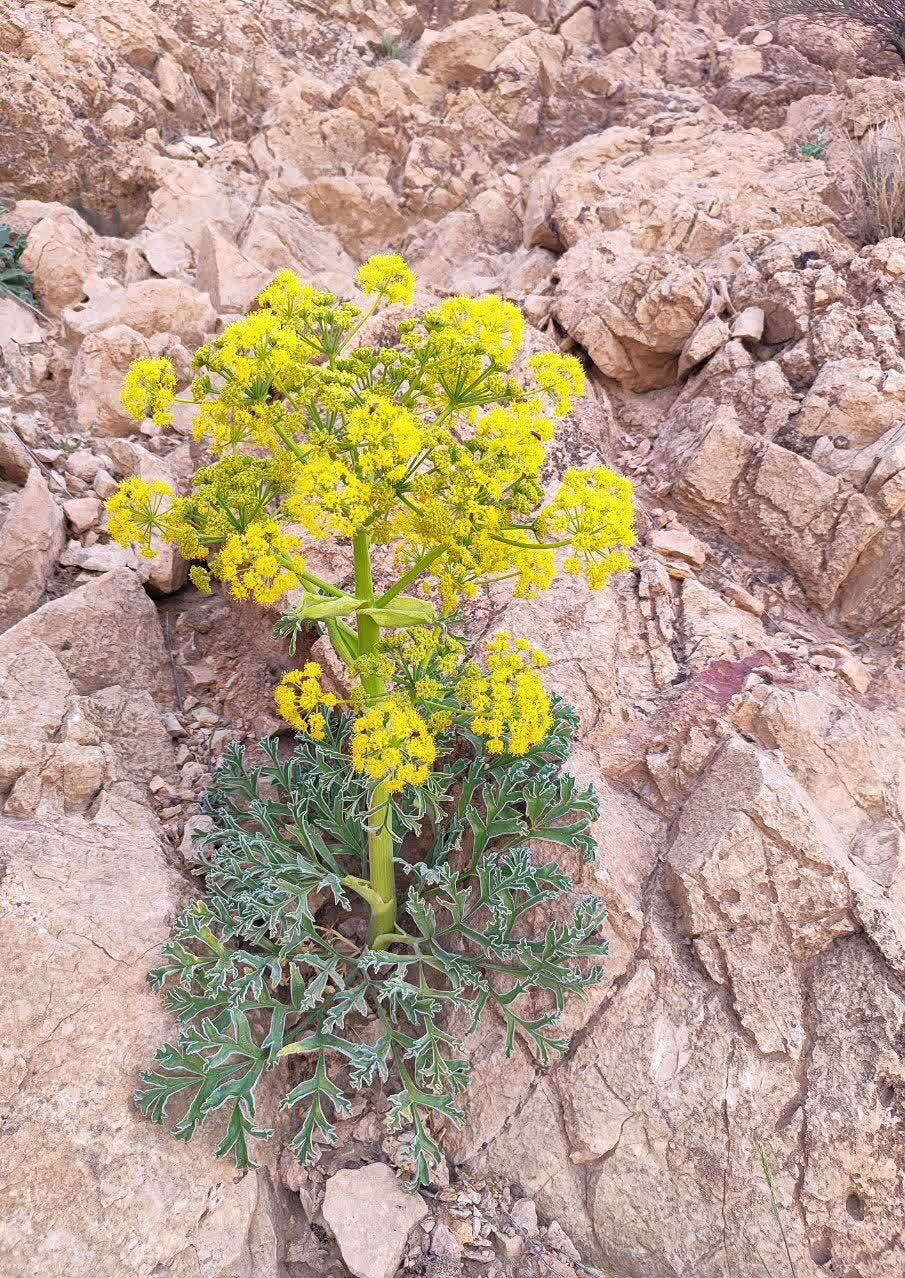 طبیعت بهاری روستاهای خراسان جنوبی+عکس