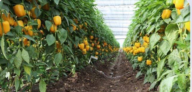 برداشت ۱۰ هزار تن محصولات گلخانه ایی در میناب