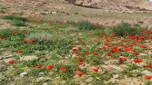 باشگاه خبرنگاران -طبیعت بهاری روستاهای خراسان جنوبی+عکس