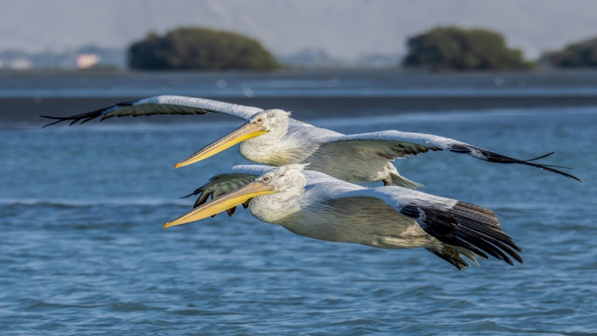باشگاه خبرنگاران -پلیکان‌ها نخستین مهمانان بهاری تالاب سولدوز نقده