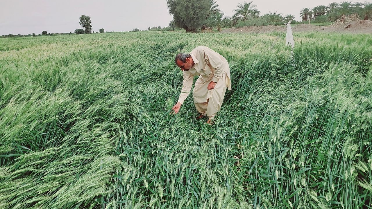 خسارت ۳۵۰۰ میلیاردی طوفان به دلگان؛ ۲۱۰۰ هکتار مزارع گندم و کلزا زیر ضربه طبیعت