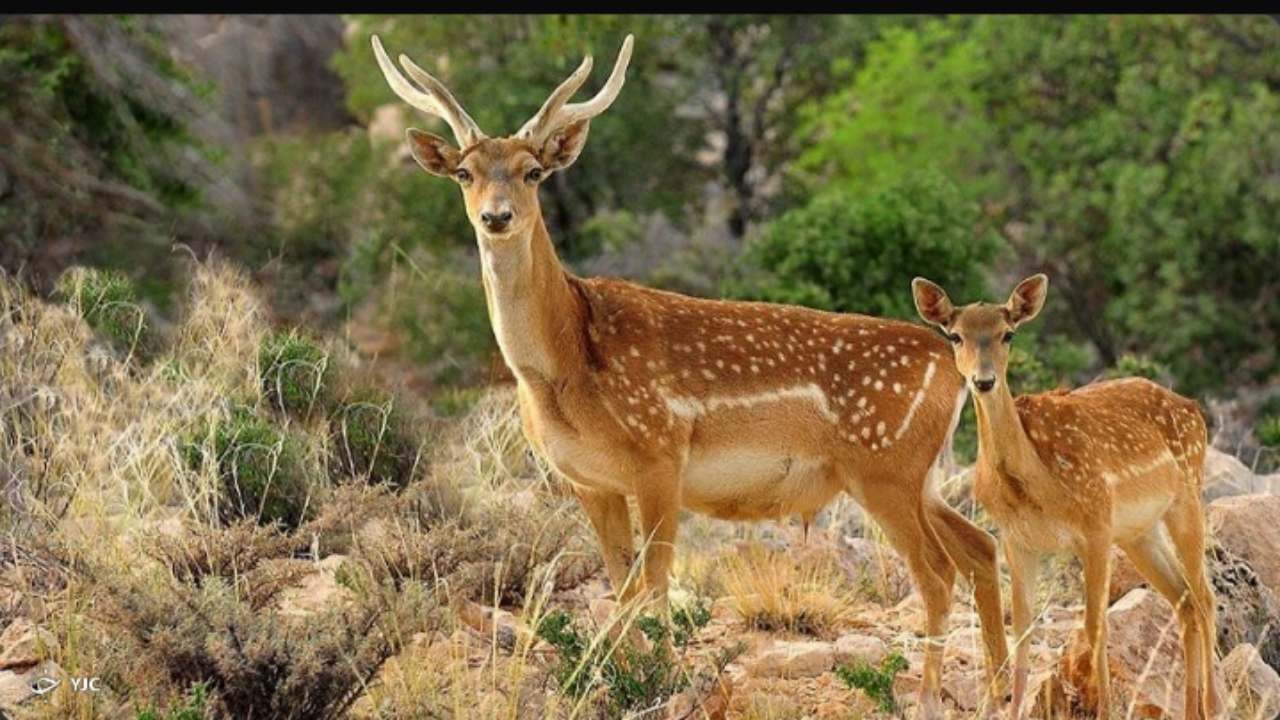لزوم تشدید کنترل دقیق بر پارک ملی دریاچه ارومیه در شرایط موجود