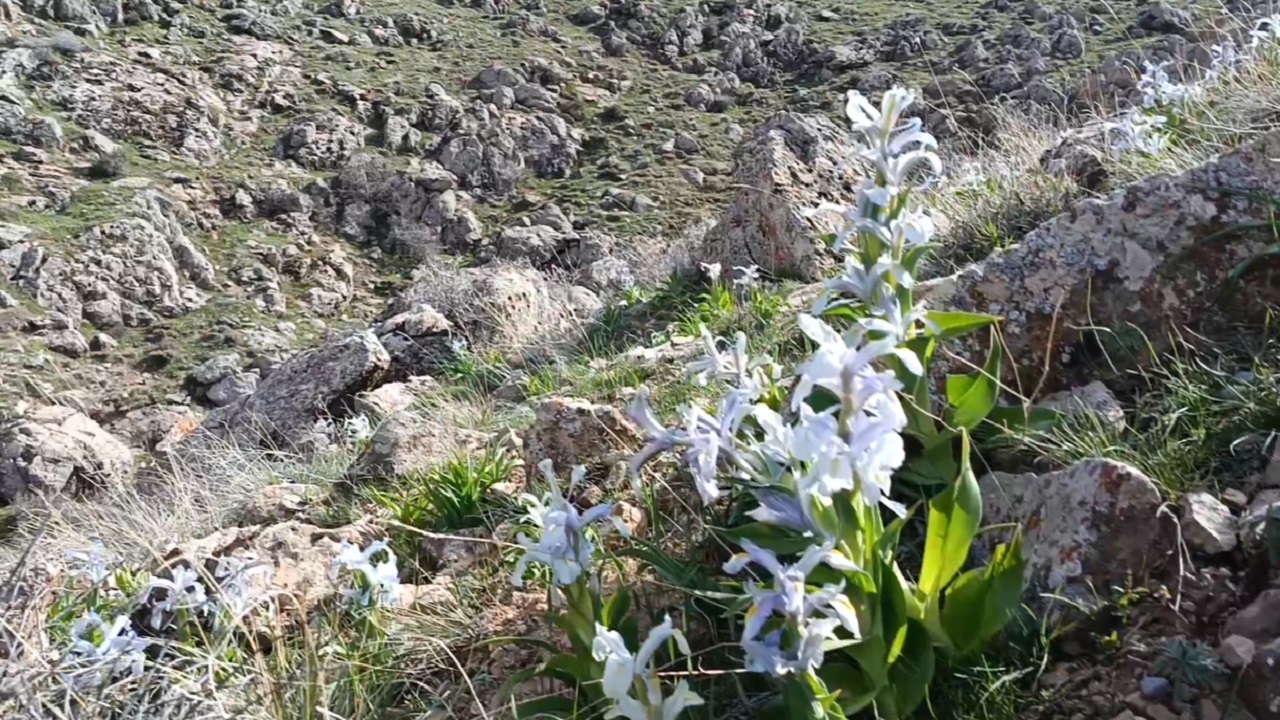 رویش گل‌های بهاری در طبیعت روستای تازه کند مراغه