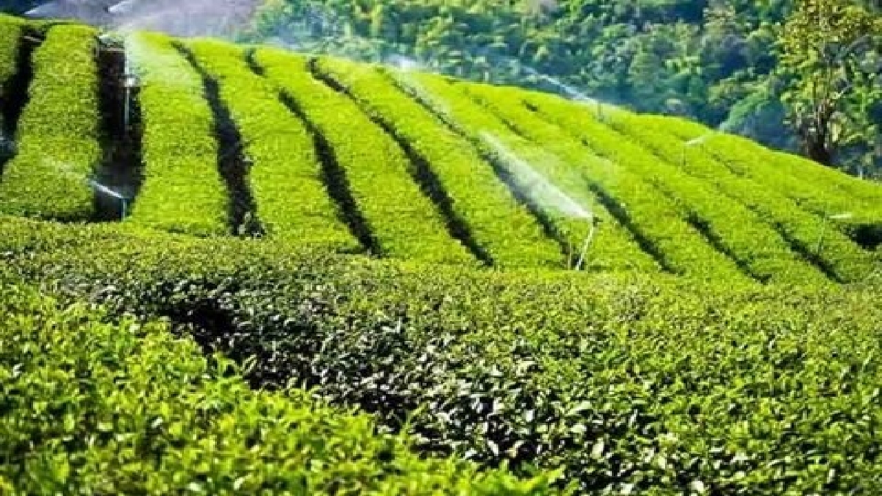 خرید بیش از ۲ هزار تن برگ سبز چای از چایکاران شمال کشور
