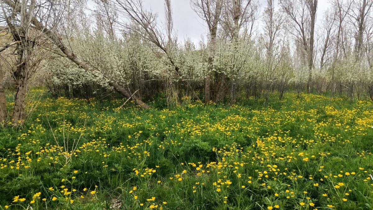 باشگاه خبرنگاران -سفر بهاره به روستای گردشگری توآباد از لنز دوربین شهروندخبرنگار