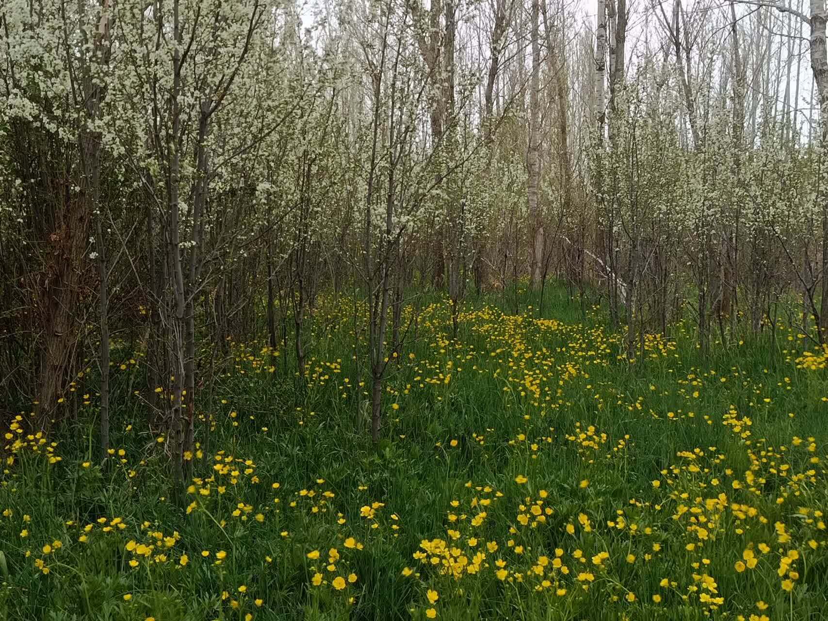 سفر بهاره به روستای گردشگری توآباد