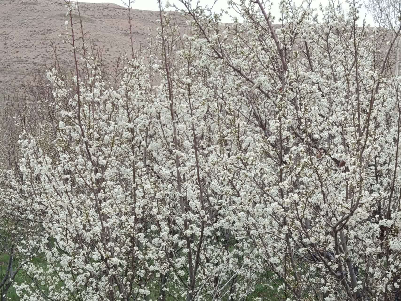 سفر بهاره به روستای گردشگری توآباد از لنز دوربین شهروندخبرنگار