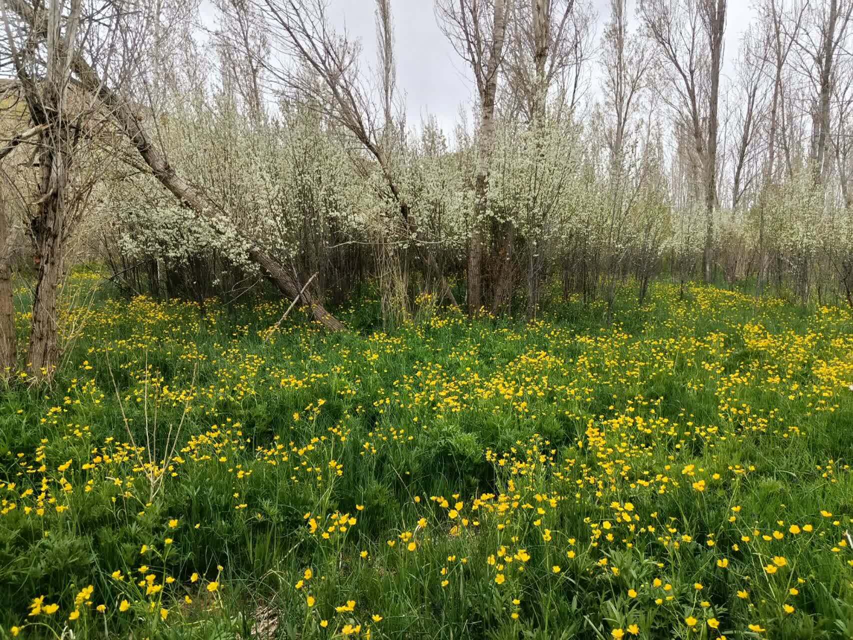 سفر بهاره به روستای گردشگری توآباد از لنز دوربین شهروندخبرنگار