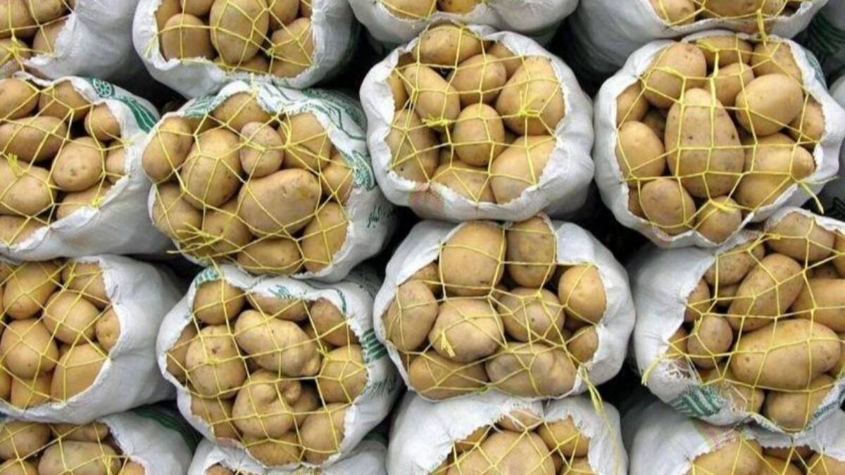 باشگاه خبرنگاران -محموله کلان سیب زمینی در مرز مریوان توقیف شد