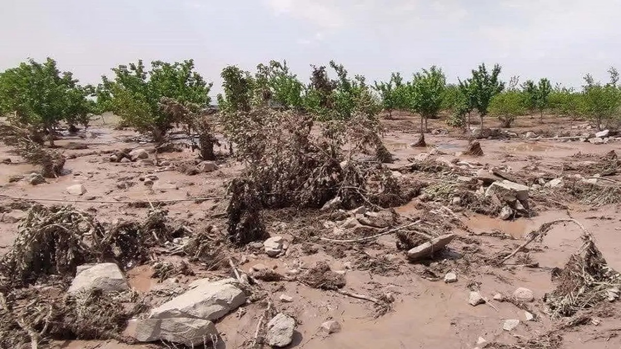 خسارات تگرگ به ۸۰ درصد مزارع روستای طاق‌طاوی چوار