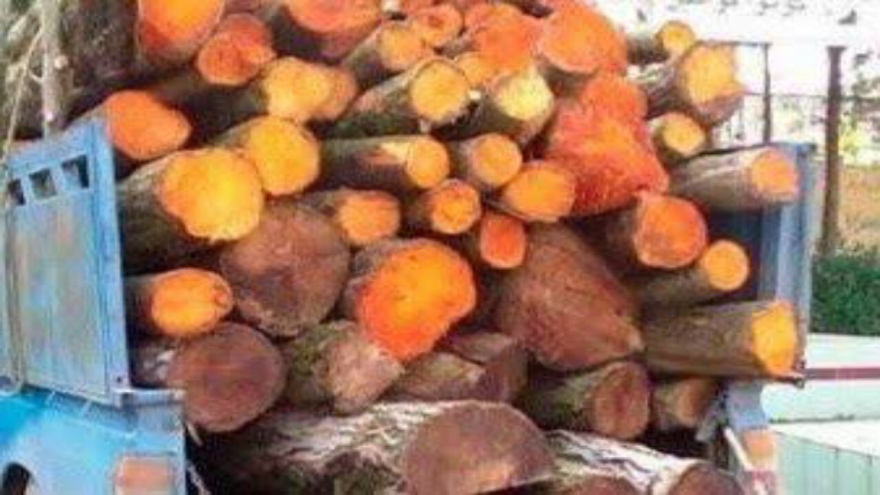 کشف ۴ تن چوب جنگلی قاچاق در عباس آباد