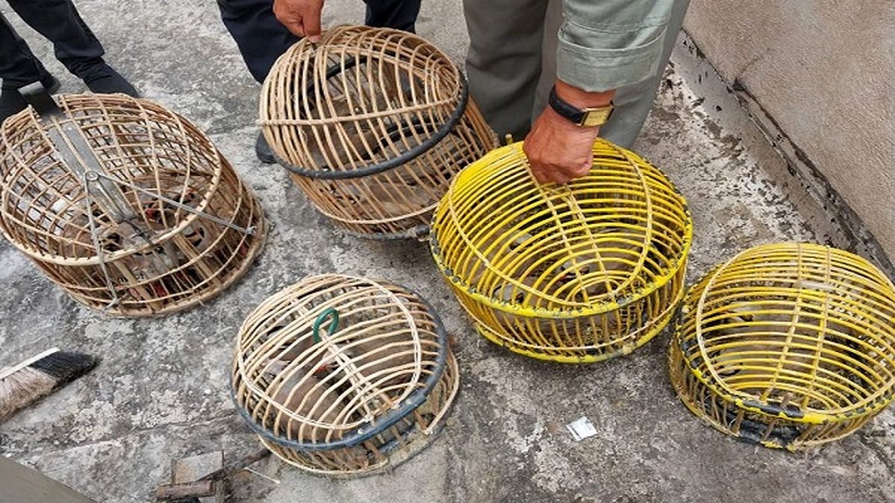 کشف ۱۲ قطعه پرنده وحشی غیرمجاز در قروه
