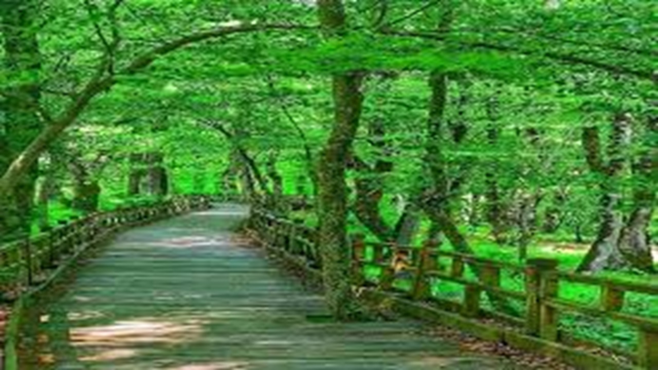 طبیعت زیبای جنگل النگ دره گرگان + فیلم